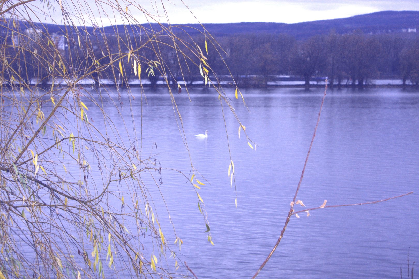 Der Rhein, wieder Deutschlands Perle