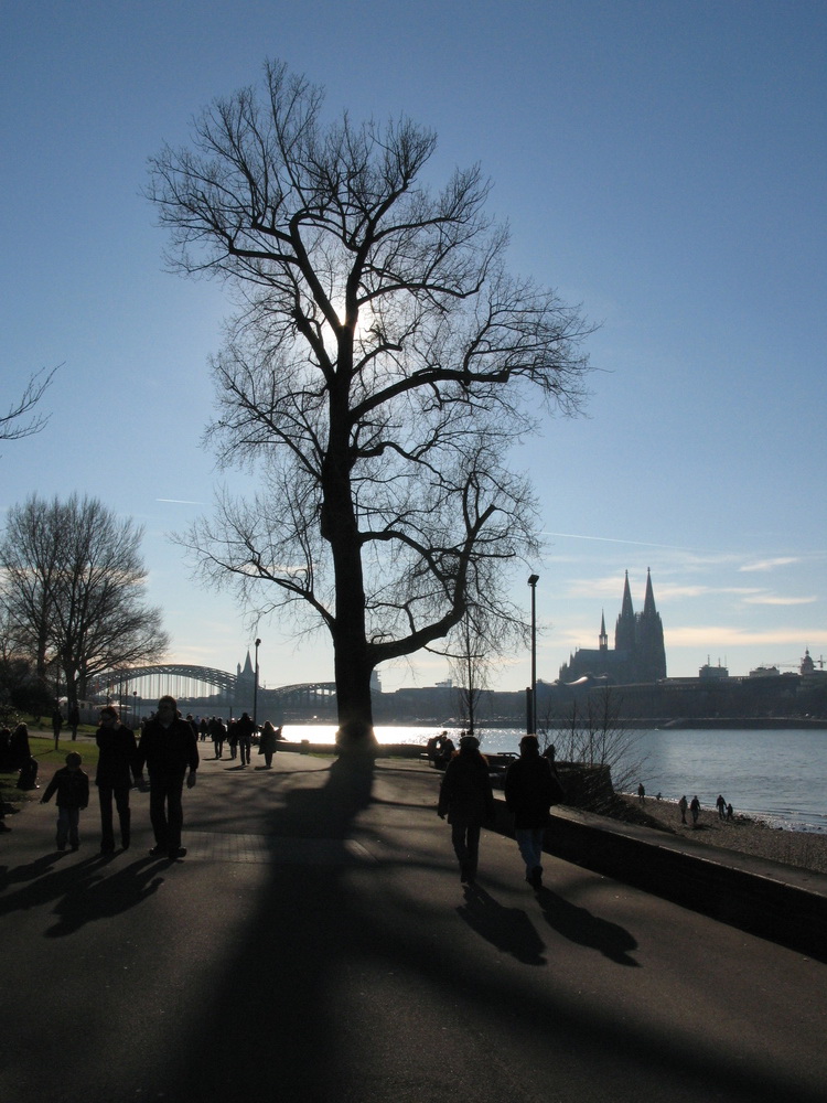 Der Rheinpark im Winter