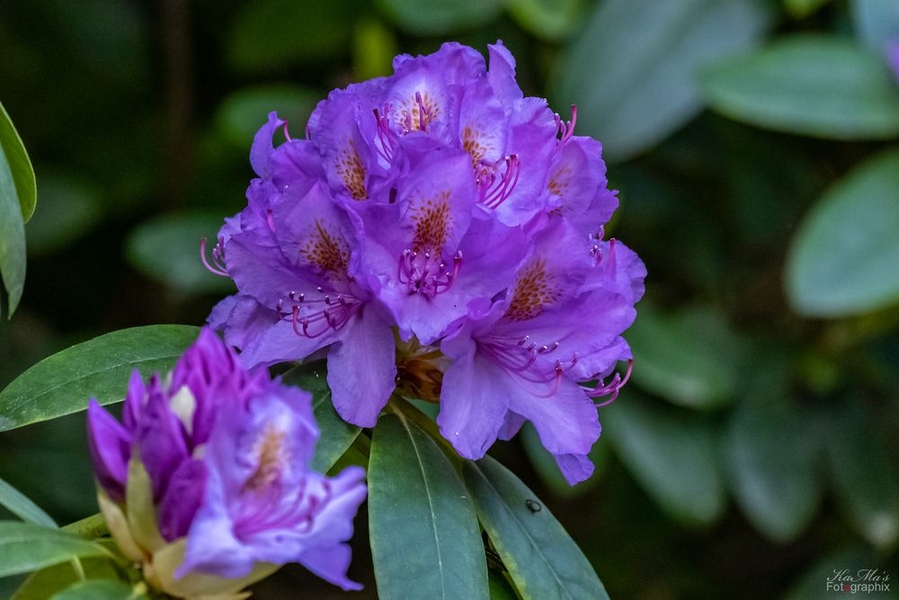 Der Rhodo