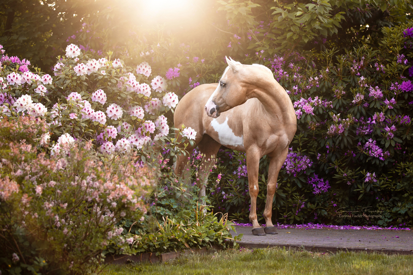 * ...der Rhododendron *