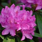 Der Rhododendron