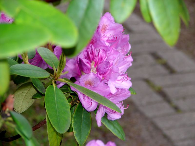 Der Rhododendron