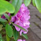 Der Rhododendron