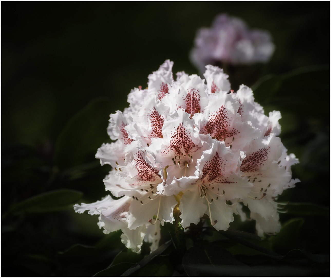 Der Rhododendron