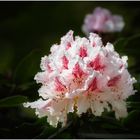 Der Rhododendron