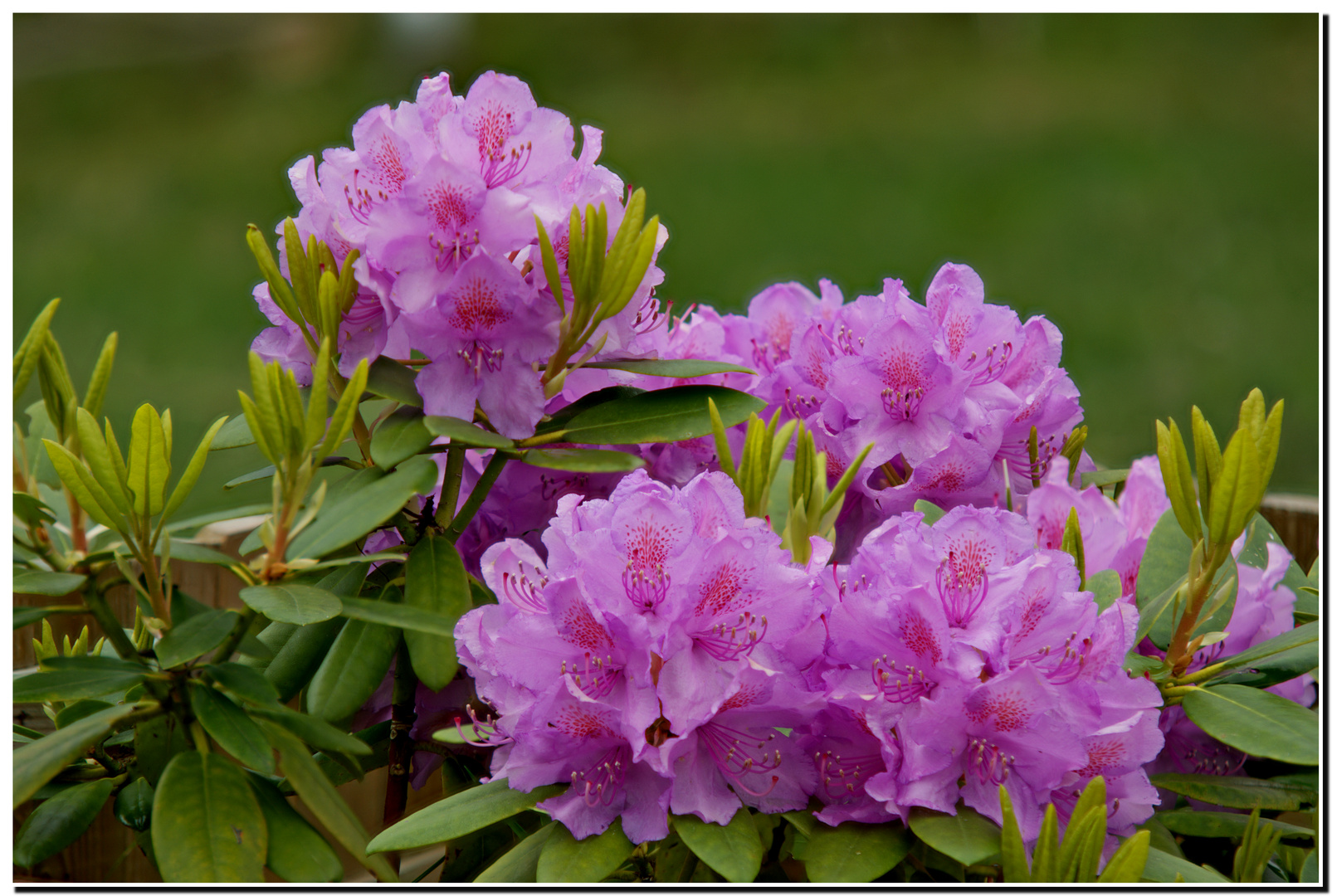 Der Rhododendron 