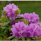 Der Rhododendron 