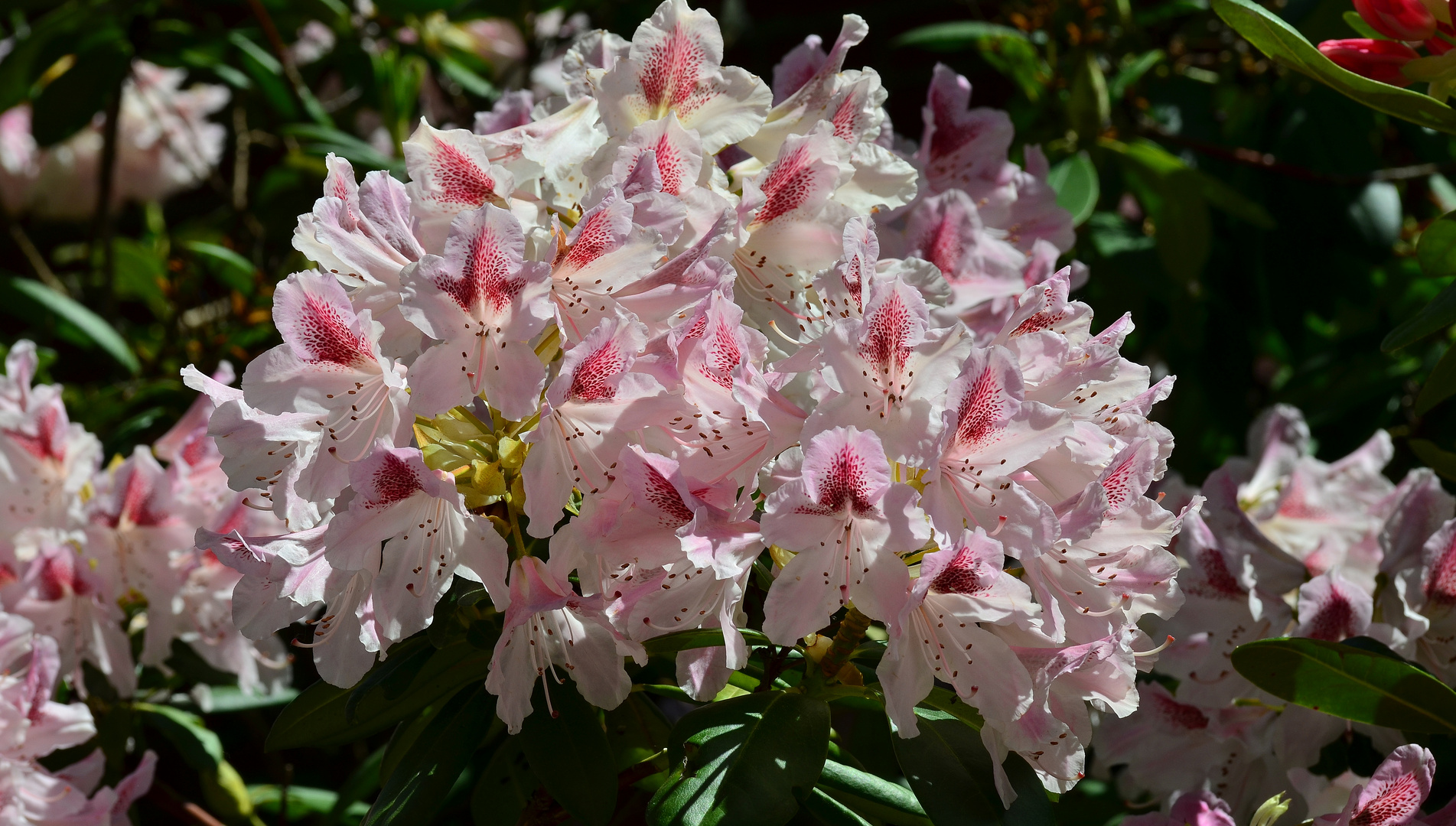 Der Rhododendron..... 