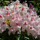 Der Rhododendron..... 