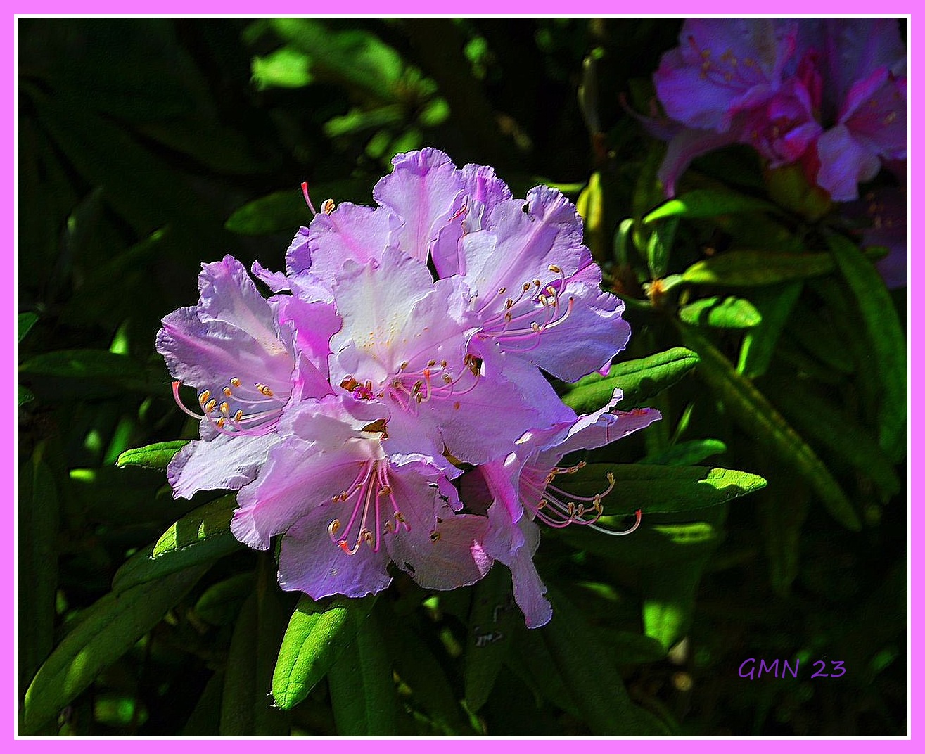 Der Rhododendron