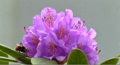 Der Rhododendron ...