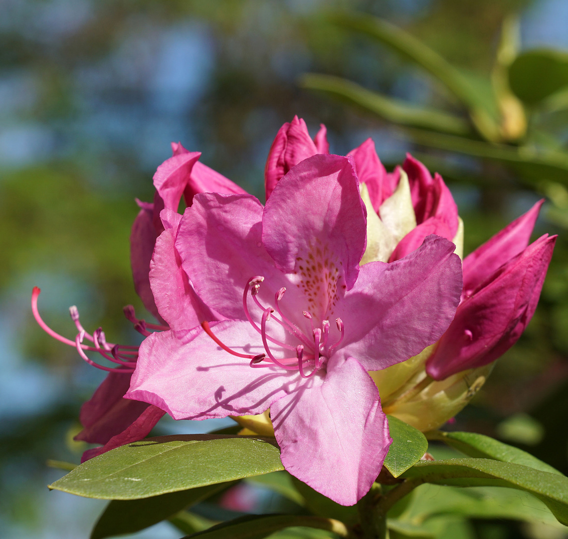 Der Rhododendron blüht ...