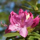 Der Rhododendron blüht ...