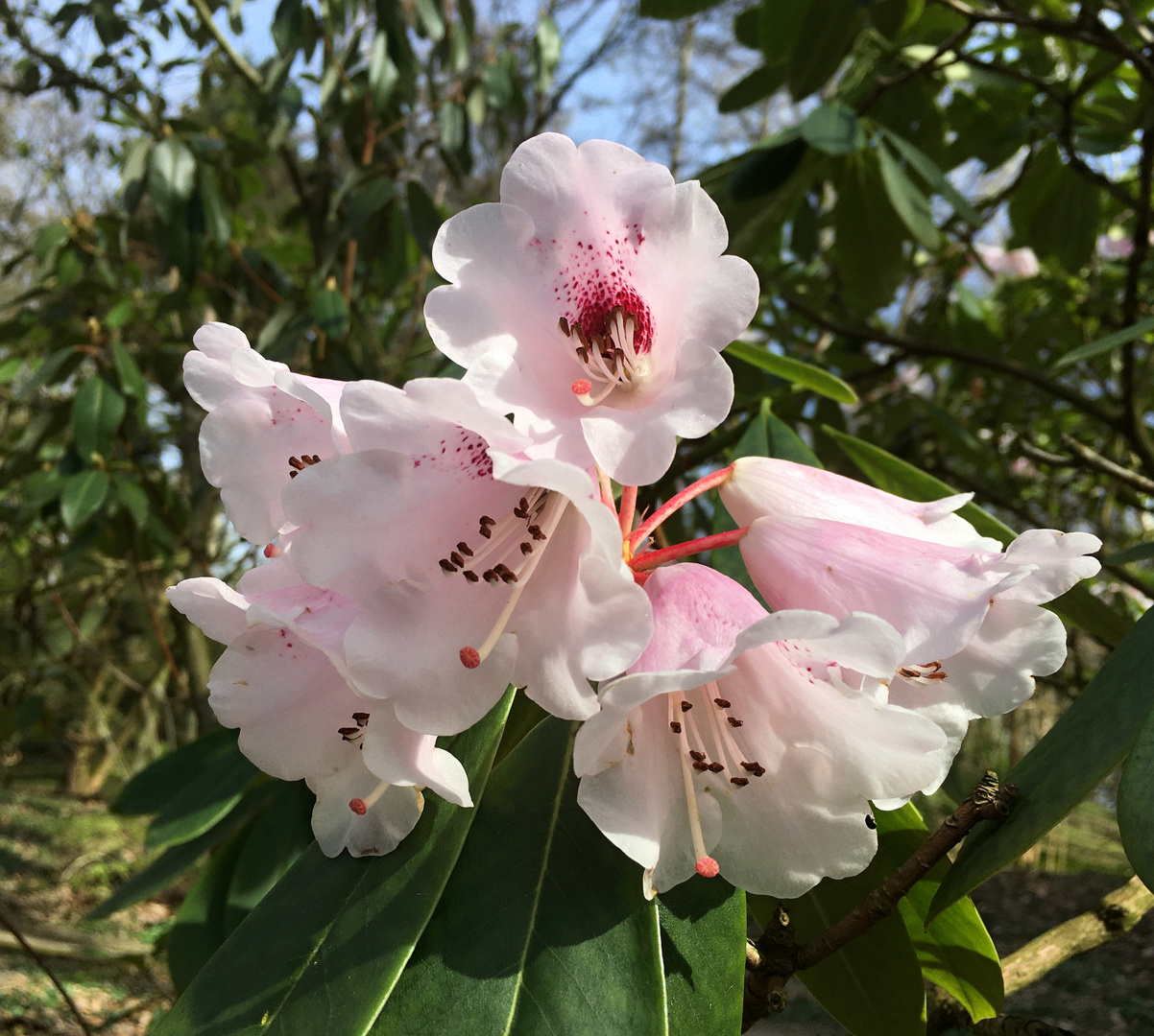 Der Rhododendron blüht auch schon