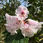 Der Rhododendron blüht auch schon