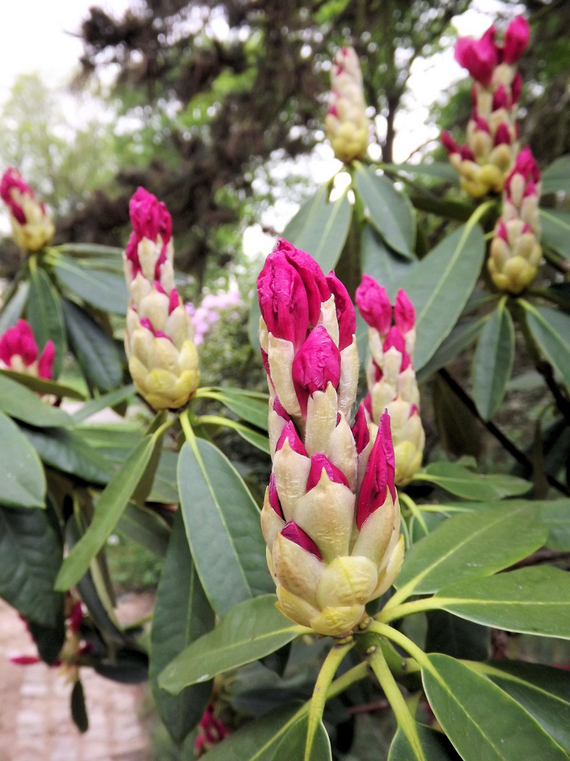 Der Rhododendron blüht auf