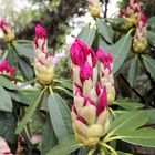 Der Rhododendron blüht auf