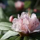 Der Rhododendron blüht bereits