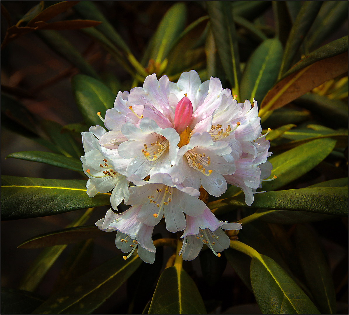 Der Rhododendron blüht Foto & Bild park, frühling, natur Bilder