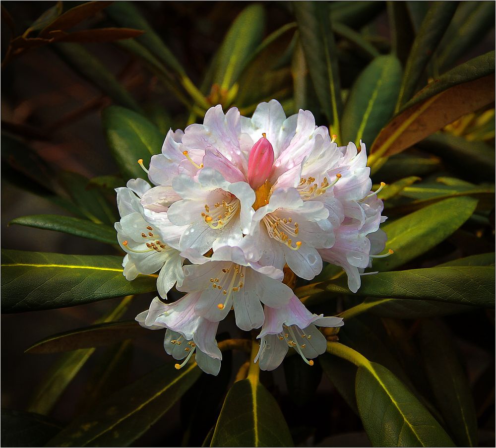 Der Rhododendron blüht ...