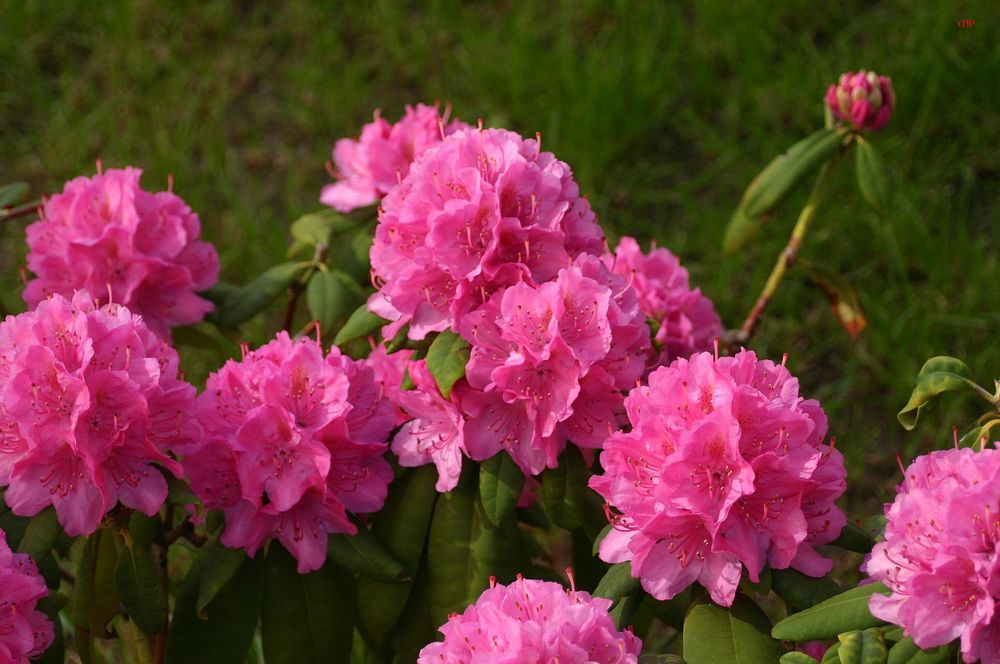 der Rhododendron blüht schon