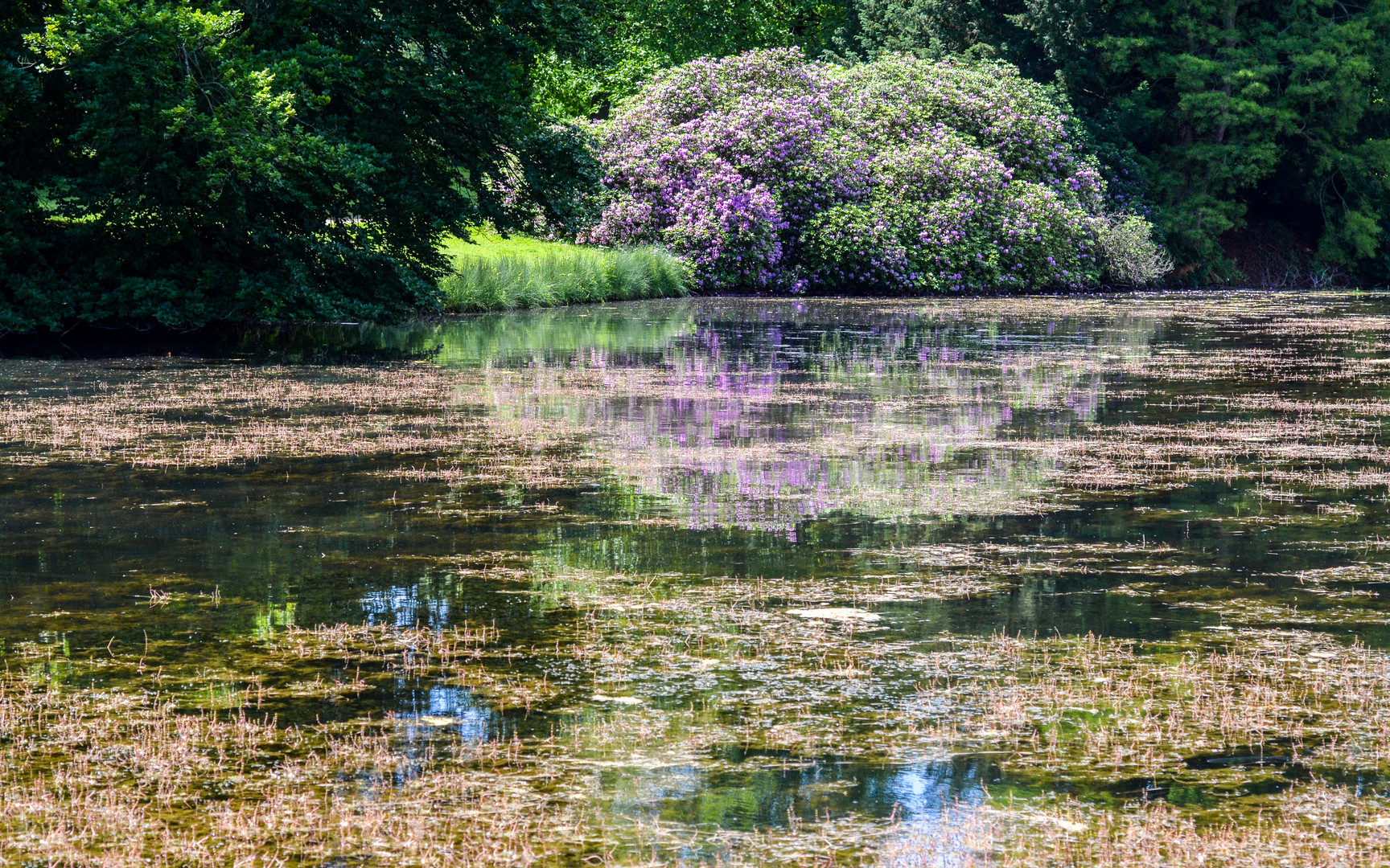 Der Rhododendron-Busch