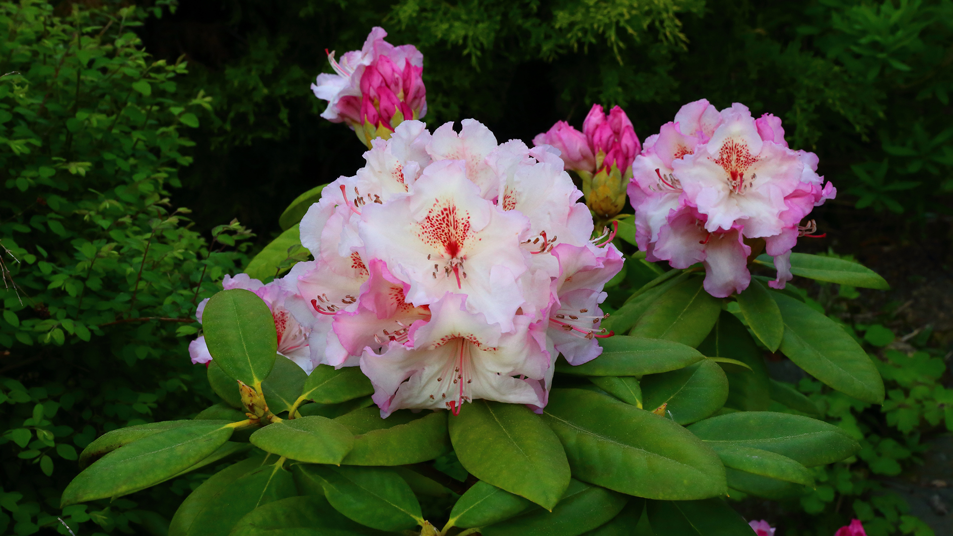Der Rhododendron erfreut uns wieder im Garten und ich pflege ihn