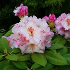 Der Rhododendron erfreut uns wieder im Garten und ich pflege ihn ...