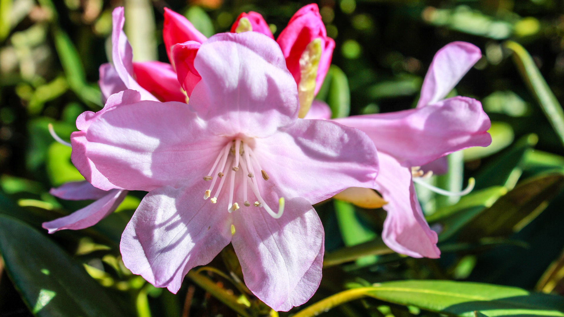 Der Rhododendron ist erblüht.-1