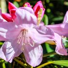 Der Rhododendron ist erblüht.-1