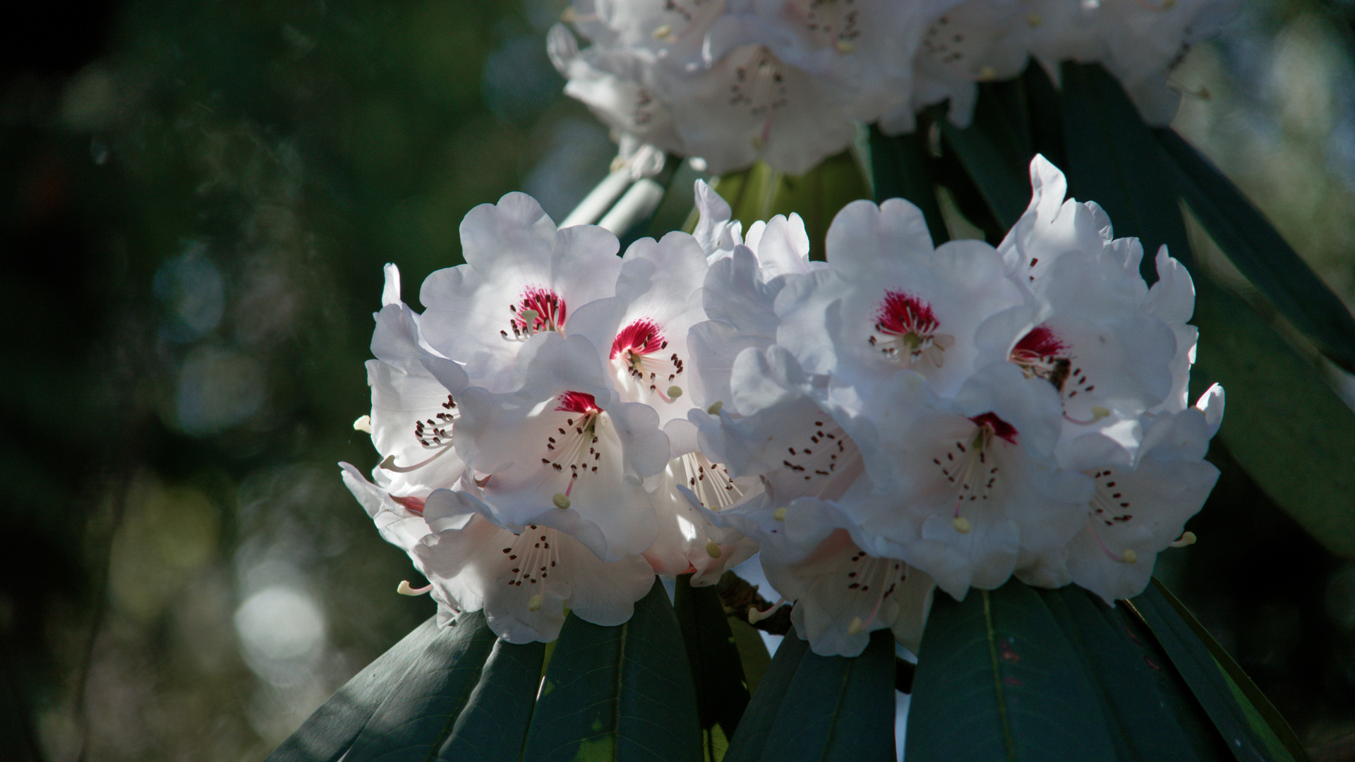 der Rhododendron mit dem schönen Gesicht