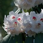 der Rhododendron mit dem schönen Gesicht