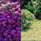  Der Rhododendron-Park Schloss Heltorf Mai 2018 Bild 1