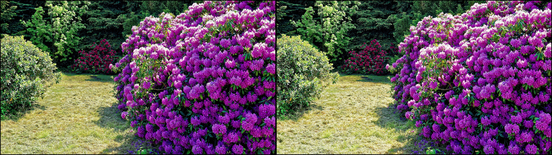  Der Rhododendron-Park Schloss Heltorf Mai 2018 Bild 1