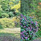 Der Rhododendron-Park Schloss Heltorf Mai 2018 Bild 2