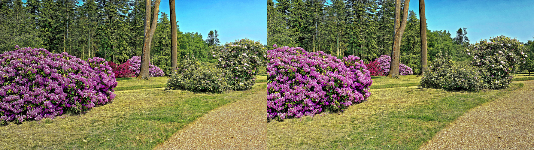 Der Rhododendron-Park Schloss Heltorf Mai 2018 Bild 6