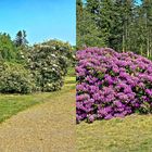 Der Rhododendron-Park Schloss Heltorf Mai 2018 Bild 6