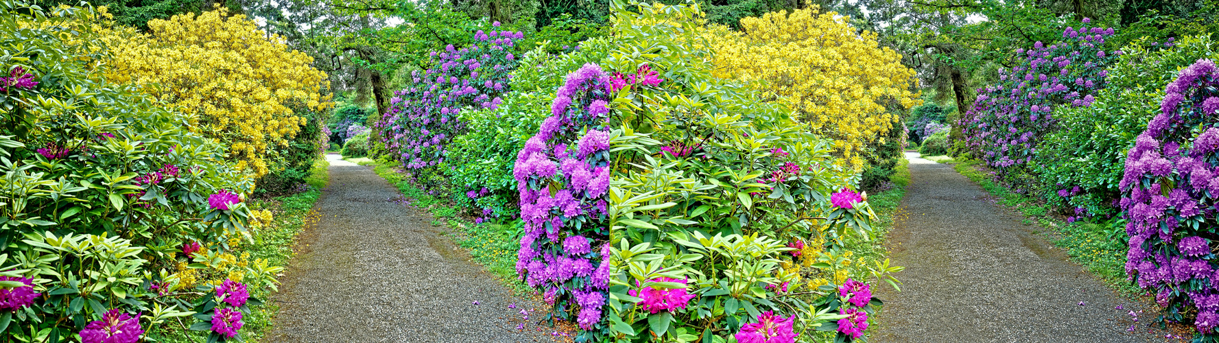 Der Rhododendron-Park Schloss Heltorf Mai 2018 Bild 8