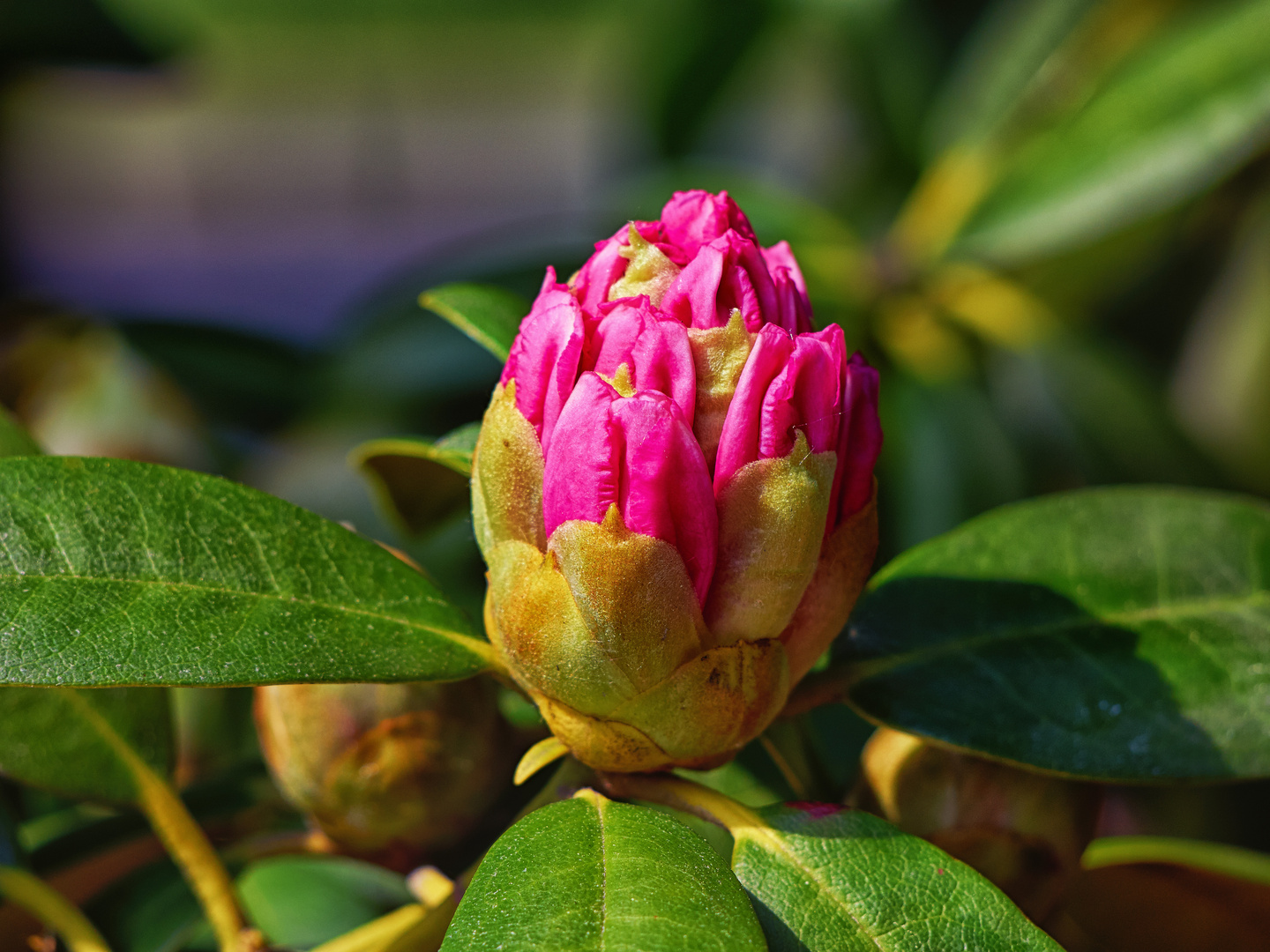 Der Rhododendron will den Sommer