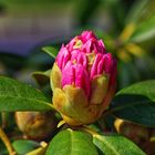 Der Rhododendron will den Sommer