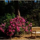 Der Rhododendronpark in Linswege