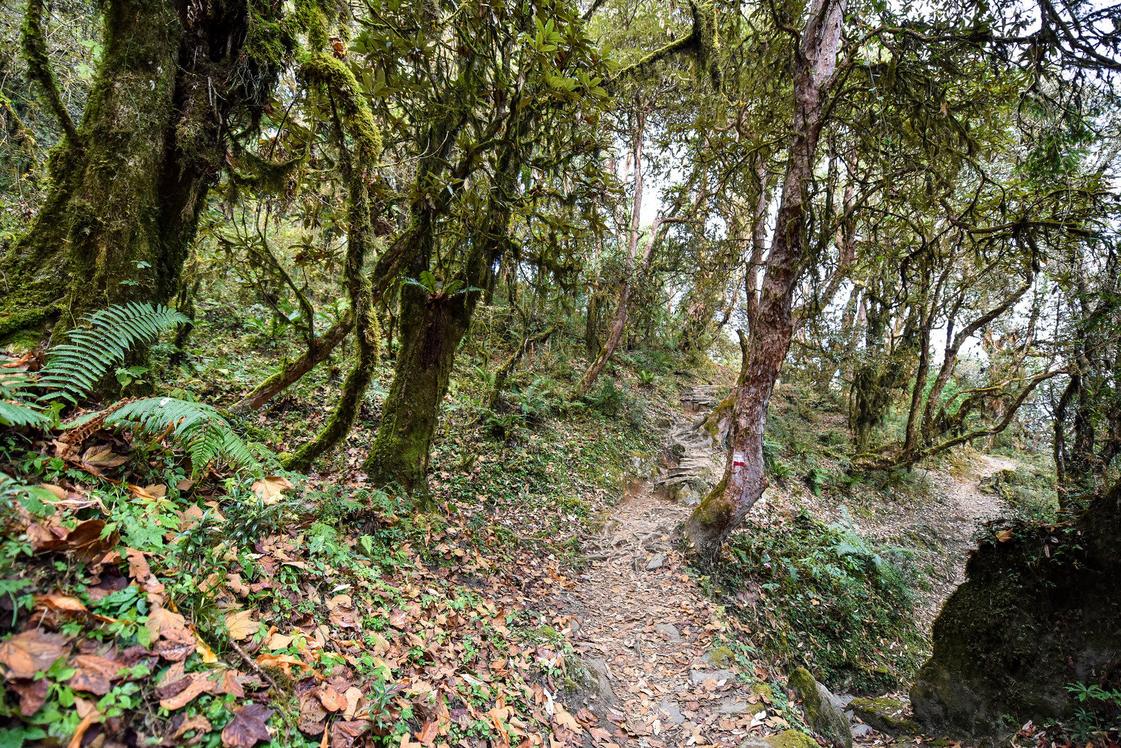 Der Rhododendronwald 02