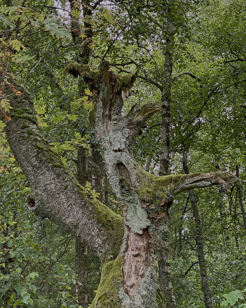 der Rhön-Geist lebt !