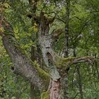 der Rhön-Geist lebt !