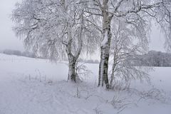 der Rhön-Winter....