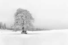 der Rhönwinter...