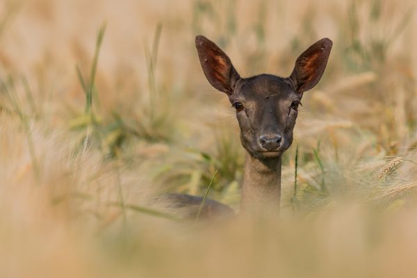 Der richtige Moment...