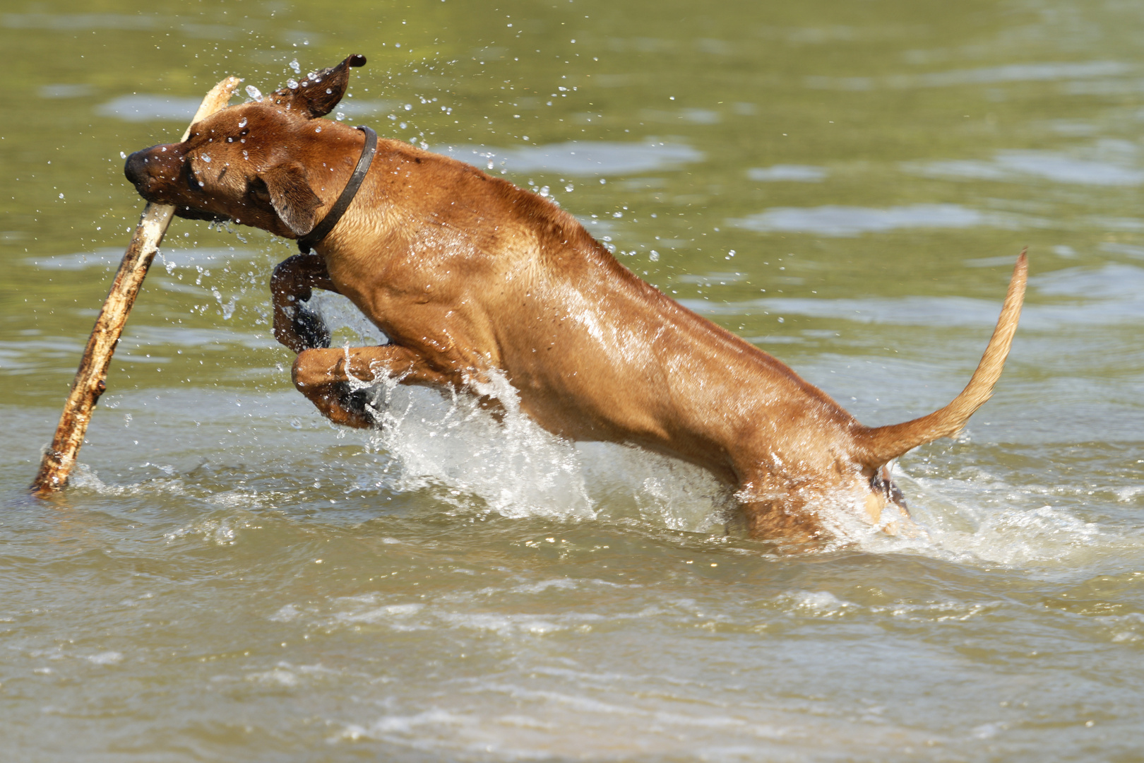 der Ridgeback hat irgendwie Labbygene 