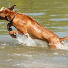 der Ridgeback hat irgendwie Labbygene 