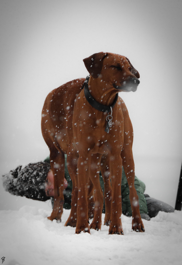 Der Ridgeback mit den acht Beinen